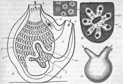 Fig. 200. Morphology of Tunicata. A, Diagram of the structure of a simple Tunicate: t Test; t' Second muscular tunic; s Branchial sac; b Branchial aperture; a Atrial aperture; c Atrium; o Opening of the gullet; g Stomach, leading into the intestine; an Anal aperture ; n Nerve ganglion. B, Botryllus smaragdus a small portion of a colony of the natural size, and a single system of the same enlarged; co Common atrial aperture; br Branchial aperture of one of the zooids. C, Molgula Manhattensis, a simple Ascidian. The arrows in A and C show the direction of the water currents.