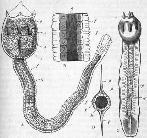 Fig. 201.   Development of Tunicata. A, Larva of Botryllus violaceus, greatly magnified : a Processes for attachment; b Mass of primitive cells from which the digestive organs are developed; c Circlet of eight cellular outgrowths; d Eye spot; e Entrance to the branchial sac ',/ The external structureless 