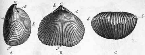 Fig. 202.   Rhynchonella sulcata. A, Profile view. B, View of the dorsal surface. C, View of the base. a Ventral valve ; b Dorsal valve; f Base ; c Beak; h Foramen. Lower Cretaceous.