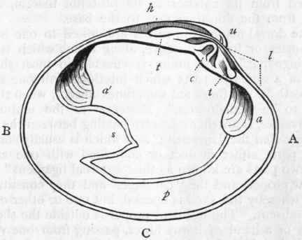 Fig. 207.   Left valve of Cytherea chione. (After Woodward.) A, Anterior margin. B, Posterior margin. C, Ventral margin or base ; u Umbo ; h Ligament; l Lunule; c Cardinal tooth; t t Lateral teeth; a Anterior adductor; a' Posterior adductor; p Pallial line; s Pallial sinus, caused by the retractor muscles of the siphons.