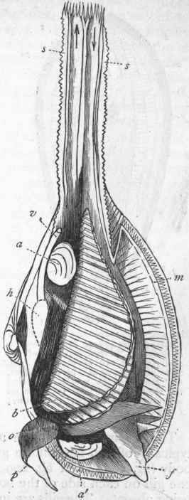 Fig. 208. Anatomy of a bivalve Mollusc (Mya arenaria). The left valve and mantle lobe and half the siphons are removed.s s Respiratory siphons, the arrows indicating the direction of the currents ; a a' Adductor muscles ; b Gills ; h Heart; o Mouth, surrounded by (p) labial palpi; f Foot; v Anus ; m Cut edge of the mantle.