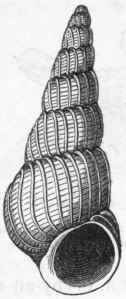Fig. 217. Scalaria Graen landica, a Holostoma tous Univalve.