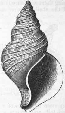 Fig. 218. Fusus tornatus, a Si phonostomatous shell. Post Pliocene.