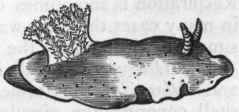 Fig. 219. Nudibranchiata. Doris Fohnstoni, one of the Sea lemons.