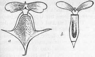 Fig. 222. Pteropoda. a Cleodora pyramidata ; b Cuvieria columnella. (After Woodward.)