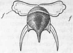 Fig. 223. Hyalea tridentata, showing the shell and the lateral fins attached to the sides of the head.