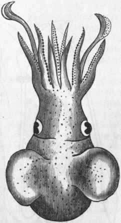 Fig. 224. Cephalopoda. Sepiola Atlanlica, one of the Cuttle fishes. (After Woodward.)