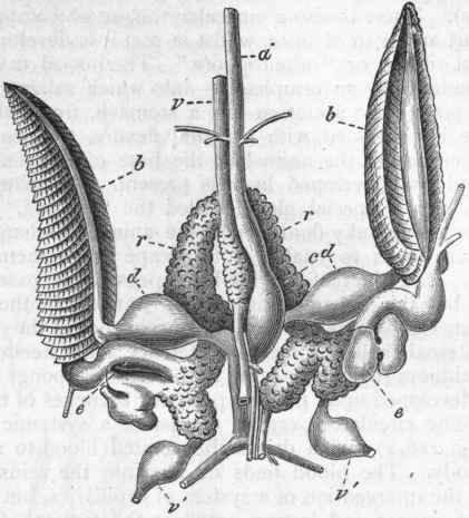 Fig. 226.   Central organs of the circulation, gills, and renal organs of Sepia officinalis. (After John Hunter). a Aorta; v Vena cava; v v' Visceral veins; c Systemic heart; d d Dilatations of branchial veins on entering the heart; e e Branchial hearts; b b Branchiae ; r r Renal organs.