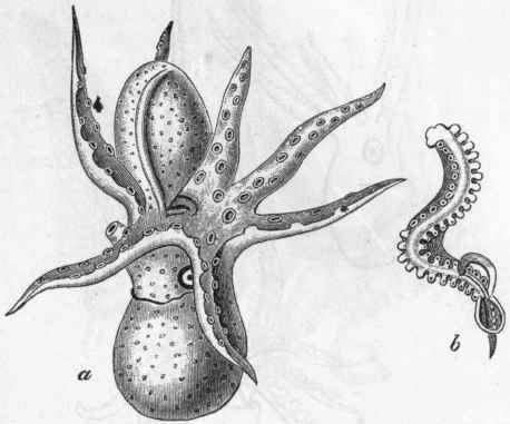 Fig. 228.   a Male of Argonaut a argo, with the hectocotylised arm still contained in its enveloping cyst, four times enlarged (after H. Muller); b Hectocotylus of Tremoc topus violaceus. (After Kolliker.)