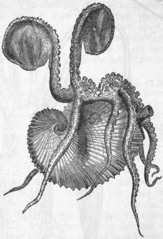 Fig. 230. Argonauta argo, the