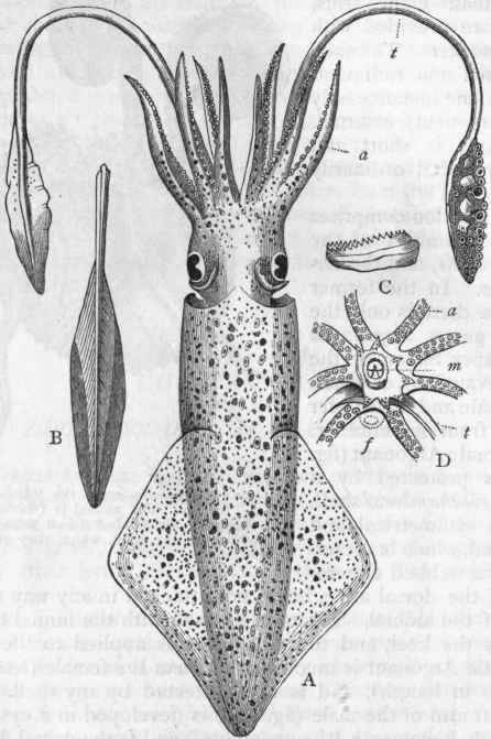 Fig. 231. A, The common Calamary (Loligo vulgaris), reduced in size : a One of the ordinary arms ; t One of the longer arms or tentacles.