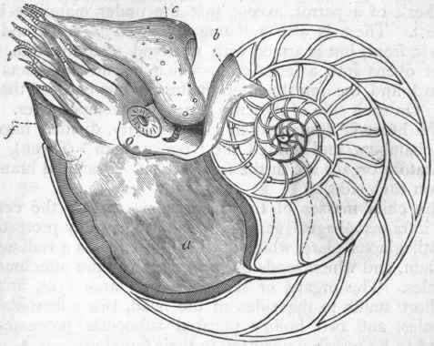 Fig. 233. Pearly Nautilus (Nautilius pompilius). a Mantle ; b Its dorsal fold ; c Hood ; o Eye; t Tentacles; f Funnel.