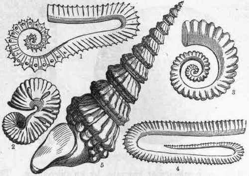 Fig. 237. Shells of Secondary Cephalopods. 1. Ancyloceras Matheronianus; 2. Scaphites (equalis; 3. Crioceras Duvalii; 4. Hamites attenuates; 5. Turrilltes catenatus.