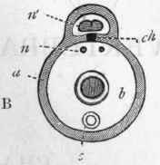 Fig. 238. A, Transverse section of the body of one of the higher Invertebrata: a Body wall; b Alimentary canal; c Haemal system; n Nervous system. B, Transverse section of the body of a Vertebrate animal: a Body wall; b Alimentary canal; c Haemal system ; n Sympathetic system of nerves; n Cerebro spinal system of nerves; ch Notochord.