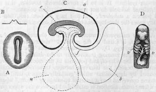 Fig. 239. Embryology of Vertebrata. A, Portion of the germinal area of the ovum of a Bitch, showing the primitive groove (after Bischoff). B, Profile view of the same. C, Diagram representing the amnion and allantois : e Embryo ; a Amnion ; u Umbilical vesicle; b Allantois; f Pedicle of the allantois, afterwards the urinary bladder. D, Head of an embryo, showing the visceral arches (v v).
