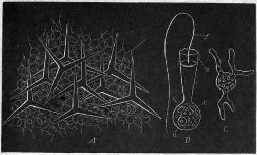 Fig. 24. A, Portion of Grantia, highly magnified, showing the triradiate spicules and the sarcoids ; B, A single sarcoid of Grantia compressa, greatly enlarged, showing the membranous collar (a), the flagellum (f), the contractile vesicles (c c), and the nucleus (n); C, A sarcoid of Grantia compressa, with the pseudopodia protruded and without the flagellum, greatly enlarged. (B and C are after Carter.)