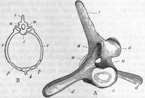 Fig. 240. A, Lumbar vertebra of a Whale : c Body or centrum; n n Neural arches ; s Neural spine; a a Articular processes; d d Transverse processes. B, Diagram of a thoracic vertebra: c Centrum; n n Neural arches enclosing the neural canal; s Neural spine ; r r Ribs, assisting in the formation of the haemal arch; p p Costal cartilages; b Sternum, with haemal spine. (After Owen.)