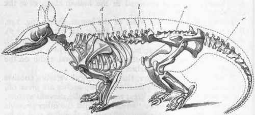 Fig. 241. Skeleton of an Armadillo, showing the regions of the vertebral column. c Cervical region; d Dorsal region ; / Lumbar region; s Sacral region; t Caudal region or tail.