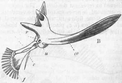 Fig. 251.   Pectoral limbs of Fishes (after Owen). A, Cod (Morrhua vulgaris): B, Angler (Lophius). ss Supra scapula; s Scapula; co Coracoid ; r Radius; u Ulna ; cc Carpal bones; f Fin rays, representing the metacarpus and phalanges of the fingers.