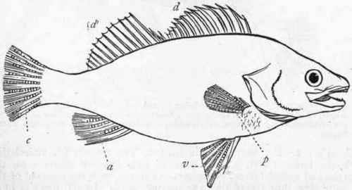 Fig. 252.   Outline of a fish (Perca granulata), showing the paired and unpaired fins. p One of the pectoral fins ; v One of the ventral fins ; d First dorsal fin; d' Second dorsal fin; a Anal fin ; c Caudal fin.