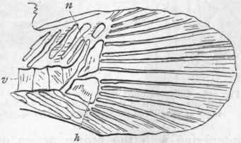 Fig. 255. Tail of adult Flounder. (After A. Agassiz.) v Vertebral column; n Turned up end of the notochord; h Hypural bones.