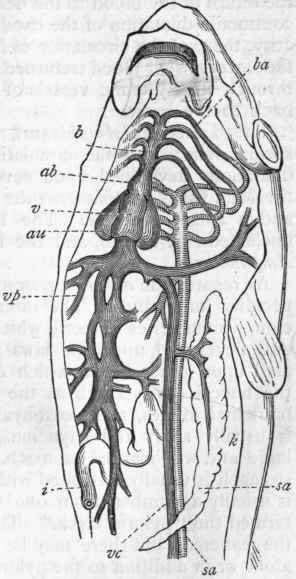 Fig. 257. Diagram of the circulatory system in a Fish, the vessels containing venous blood being longitudinally shaded, and those containing arterial blood being cross shaded. vc Vena cava; vp Vena portae; au Auricle ; v Ventricle; ab Bulbus arteriosus; b Branchial artery; ba One of the divisions of the branchial artery going to the gills, from which proceeds one of the corresponding branchial veins, by the union of which the subvertebral aorta (sa) is formed ; i Intestine ; k Kidney.