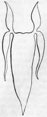 Fig. 258. Swim bladder of Corvina trispinosa, showing appended caeca.