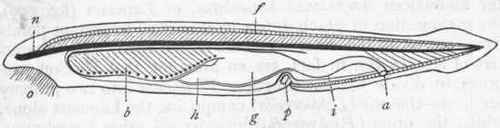 Fig. 259. The Lancelet (Amphioxus lanceolatus), enlarged to twice its natural size. o Mouth; b Pharyngeal sac; g Stomach; h Diverticulum representing the liver; i Intestine; a Anus: n Notochord ; f Rudiments of fin rays ; p Abdominal pore.
