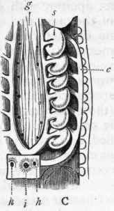 Fig. 260. Morphology of Marsipobranchii. A, Myxine glutinosa, showing the suckerlike mouth, and the two ventral openings (h) by which the water escapes from the gills. B, The River Lamprey or Lampern (Petromyzon fluviatilis), showing the seven branchial apertures on the side of the neck. C, Branchial organs of Myxine; g The gullet laid open, showing the openings (six on each side) by which the water enters the branchial sacs (s); c Canal carrying the water away from the gills, to be discharged by the two ventrally placed branchial apertures (h, h); i Aperture by which the water is admitted to the gullet and thence to the gills.