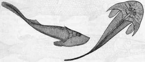 Fig 267. Cephalaspis Lyellii.