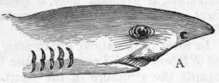 Fig. 268. A, Head of Piked Dog fish (Spinax), showing the transverse mouth on the under surface of the head, and the apertures of the gill pouches. B, Diagram of the structure of the gill pouches: o o External apertures; i i Apertures leading into the pharynx; s s Gill sacs, containing the fixed gills.