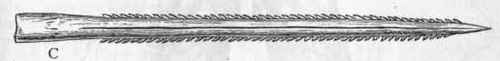 Fig. 269. A, Spinax acanthias, one of the Dog fishes. B, Chimaera monstrosa. C, Tail spine of an Eagle ray (Myliobatis).