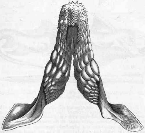 Fig. 270. Upper jaw of Port Jackson Shark (Cestracion), showing the pavement of crushing teeth. One half the natural size. (After Owen.)