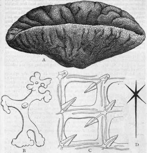 Fig. 28. A, Dactylocalyx pumiceus, a Hexactinellid Sponge from the West Indies; B, A spicule of the Lithistid Sponge Discodermia, greatly enlarged, showing the branched ends of the spicule ; C, Part of the skeleton of the Hexactinellid Farrea occa, greatly enlarged, showing the continuous lattice like framework, the component spicules of which are only recognisable by their six rayed axial canals ; D, Plan of a single spicule of a Hexactinellid Sponge. (After Lutken, Sollas, and Carter.)