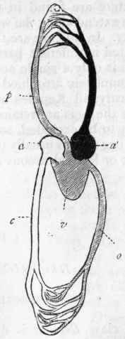 Fig. 289. Diagram of the circulation in Reptiles. (The venous system is left light, the arterial system is black, and the vessels containing mixed blood are cross shaded.) a Right auricle, receiving venous blood from the body; a' Left auricle, receiving arterial blood from the lungs; v Arterio venous ventricle, containing mixed blood, which is driven by (p) the pulmonary artery to the lungs, and by (o) the aorta to the body.