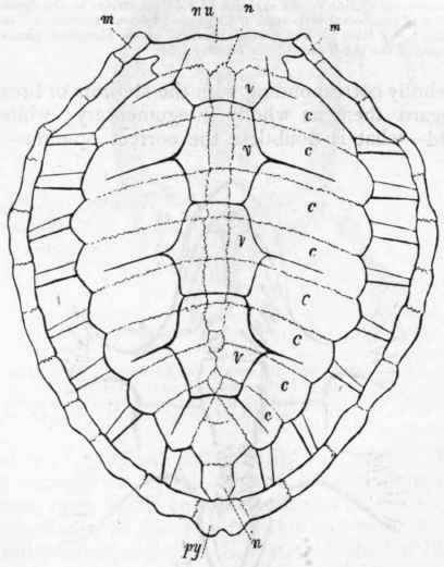 Fig. 293. Carapace of the Loggerhead Turtle (Chelone caouanna), viewed from above (after Owen). In this form, the ribs are separate and free towards their extremities, and the osseous portions of the carapace are indicated by the light lines, while the epidermic plates are marked out by dark lines. n n The first and last of the median series of