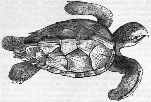 Fig. 294. Hawk's Bill Turtle (Chelone imbricata) after Bell.