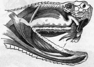 Fig 298. The head of the Rattlesnake, dissected to show the poison gland (a) and poison fangs (f). (After Duvernoy.)