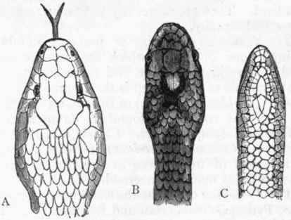 Fig. 300. A, Head of Colubrine Snake (Coluber natrix); B, Head of Viperine Snake (Pelias berus); C, Head of Blind worm (Anguis fragilis), one of the serpentiform Lizards. (After Bell).