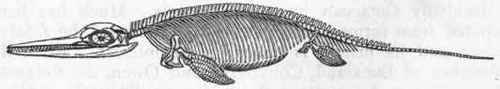 Fig. 311. Ichthyosaurus communis.