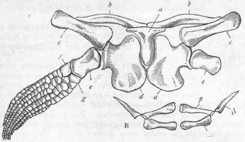 Fig. 312. A, Pectoral arch and fore limbs of Ichthyosaurus: a Interclavicle ; b b Clavicles; c c Scapulae; d d Coracoids; e Humerus; f Radius; g Ulna. (Somewhat altered from Huxley.) B, Pelvis of Ichthyosaurus: p Pubis; il Ilium; is Ischium.