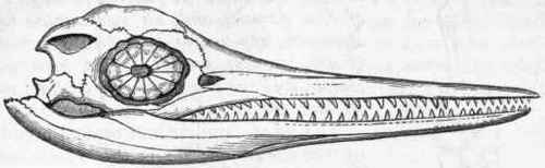 Fig. 313. Skull of Ichtkyosaitrus, showing the sclerotic plates.