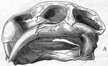 Fig. 316. A, Skull of Dicynodon lacerticeps, showing the maxillary tusk. B, Skull of Oudenodon Bainii. From the Trias of South Africa. (After Owen.)