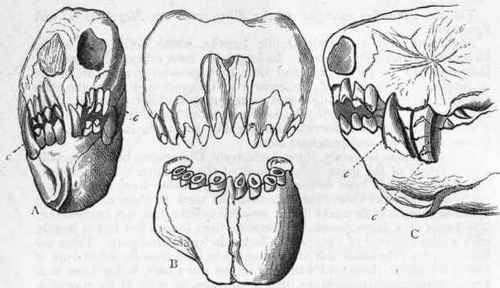 Fig. 319. A, Front view of the skull of Lycosaurus, showing the dentition. B, Front view of the jaws of Cynodraco serridens, showing the incisor teeth. C, Side view of the jaws of Lycosaurus, showing the incisors and the laniariform canines; c Canines. (After Owen.)