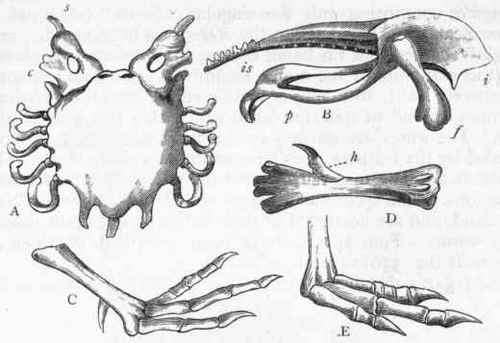 Fig. 329. Morphology of Cursores. A, Sternum of the Ostrich (Struthio camelus) : a Scapula ; c Coracoid. B, Side view of the pelvis of the Ostrich : i Ilium ; p Pubis; is Ischium ; f Femur. C, Foot of Apteryx australis. D, Tarso metatarsus of the Apteryx, showing the hallux placed high up on its posterior surface. E, Foot of the Rhea americana. *