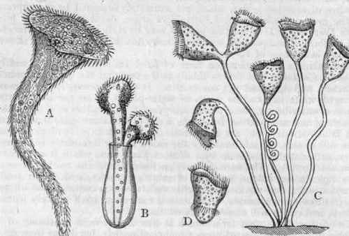 Fig. 33. A, Stentor Miilleri; B, Vaginicola crystallina; C, Group of Vorticellae; D, Detached bud of Vorticella, showing the posterior circlet of cilia.