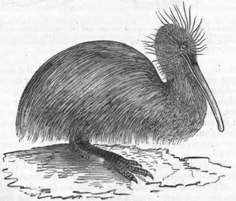 Fig. 330. Apteryx australis. (Gould.)