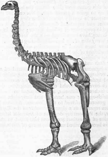Fig. 331. Skeleton of Dinornis elephantopus, greatly reduced. Post Pliocene.