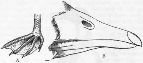 Fig. 332.   Natatores. A, Foot of Cormorant (Phalacrocorax); B, Beak of the Bean goose (Anser segetum).
