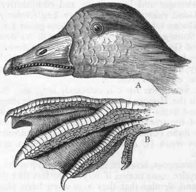 Fig. 334.   A, Head of the Grey Lag Goose; B, Foot of the domestic Goose.